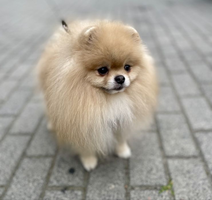 Reproduktor Pomeranian Szpic Miniaturowy