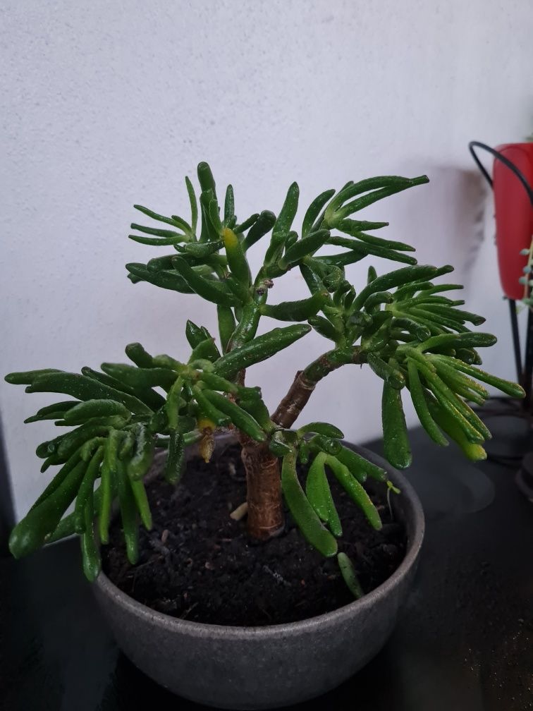 Suculenta bonsai