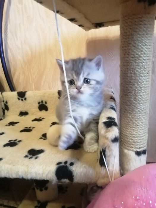 Шотландские девочки