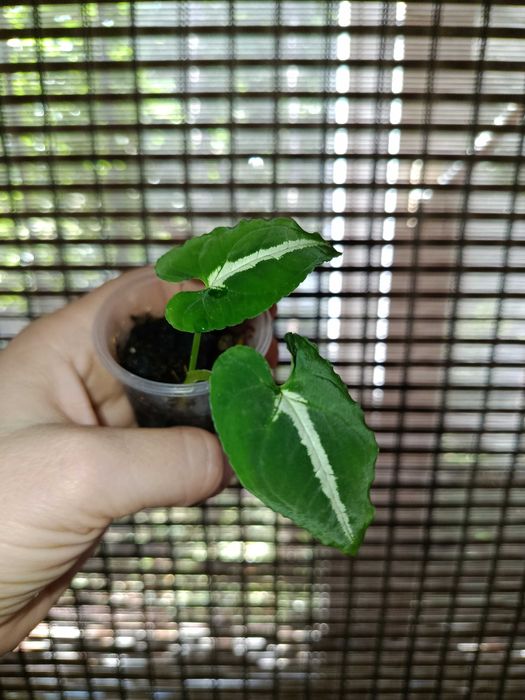 Сингониум набор 200 грн