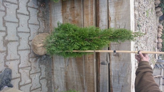 Thuja Szmaragd 55-70cm, od producenta