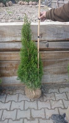 Thuja Szmaragd 55-70cm, od producenta