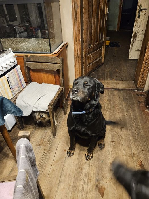 Demon i Yoko pilnie poszukują domu