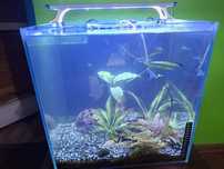 Akwarium kostka 50litrow