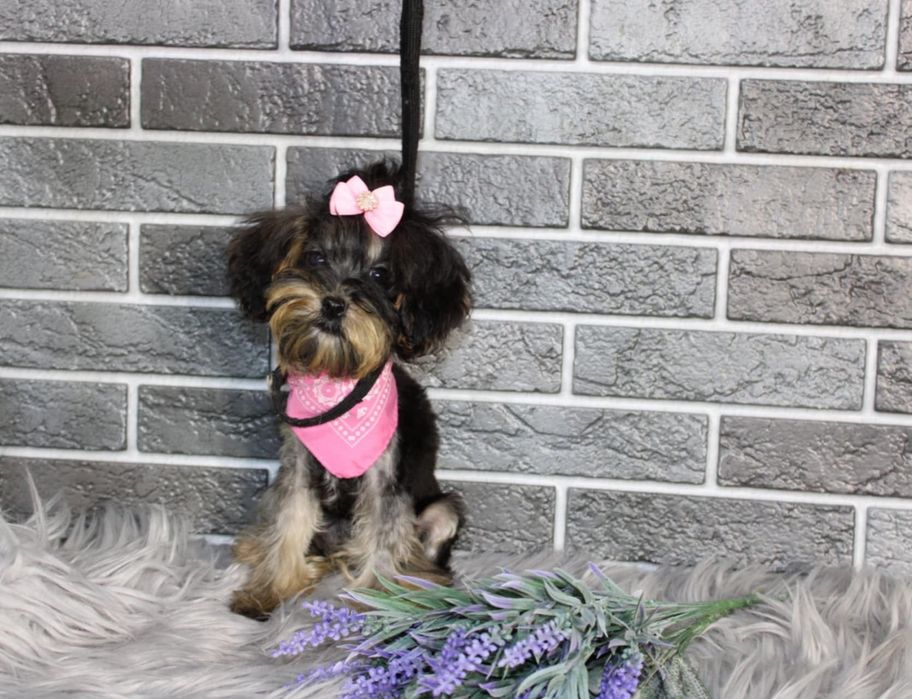 YorkiePoo śliczna suczka xxs mini nie maltipoo