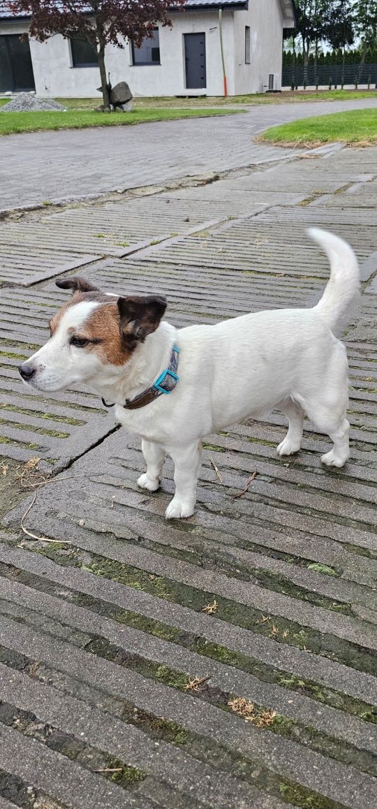 Piesek Jack Russell Terrier