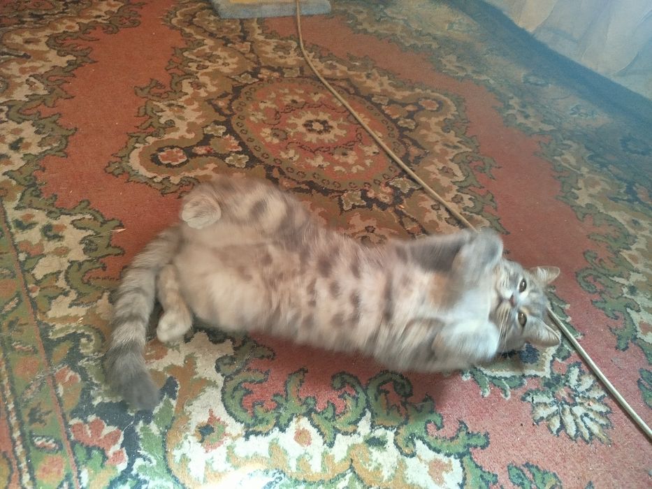 ВОЗНАГРАЖДЕНИЕ 100$ ГАРАНТИРУЮ Пропал кот!!!Не проходи мимо пожалуйста