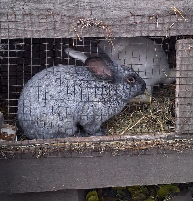 Кролики порада терманські білі та серебро