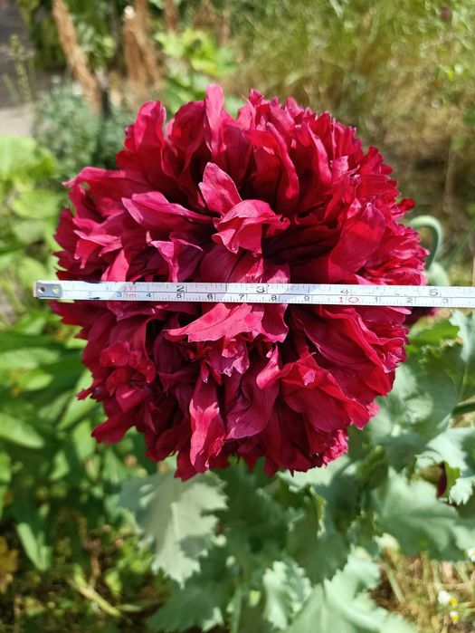 насіння садового маку піоновидного семена папавера асорті.