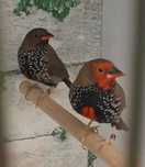PARA Astryldy Malowane; Astryld Malowany