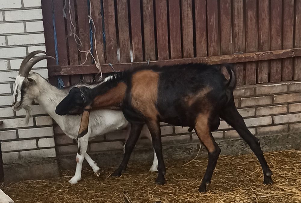 Козел АН 100% на паровку