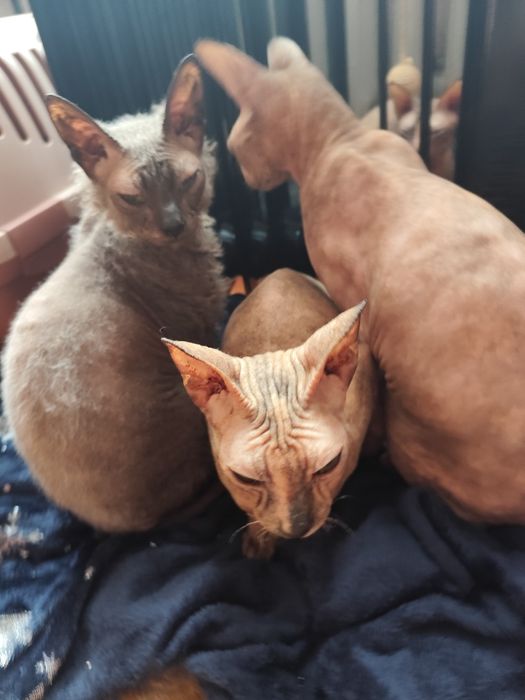 Sfinks doński doński brosh