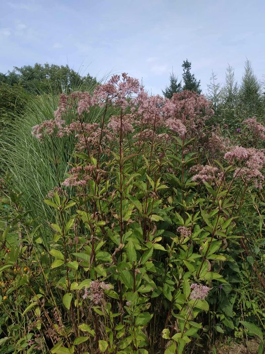 Roślina miododajna. Sadziec purpurowy. Rudbekia.