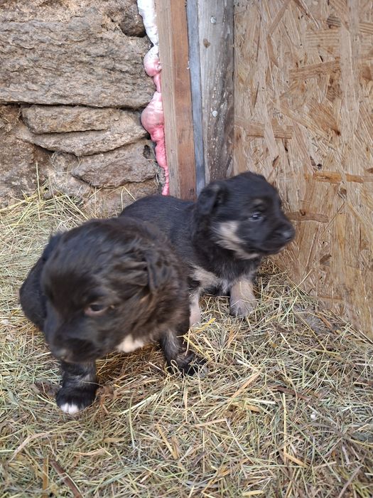 Oddam szczeniaki w dobre ręce