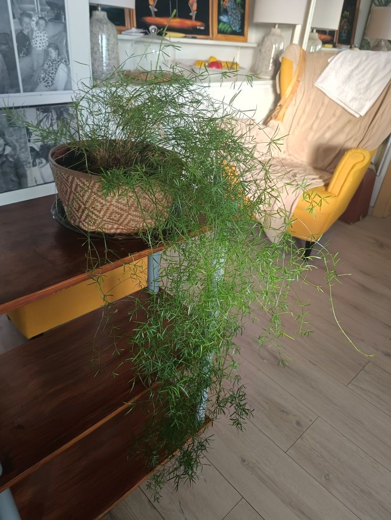 Asparagus doniczkowy.
