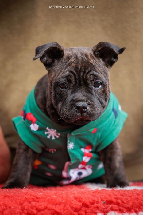 Стаффорширський бультерер