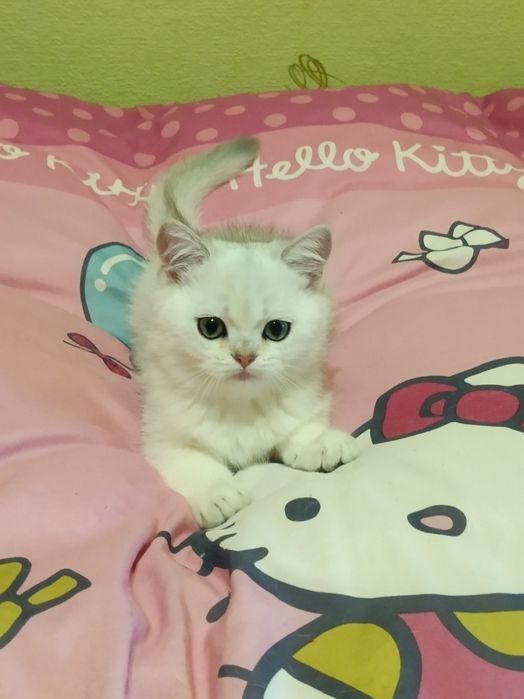 У нас є пухнастий бешкетник