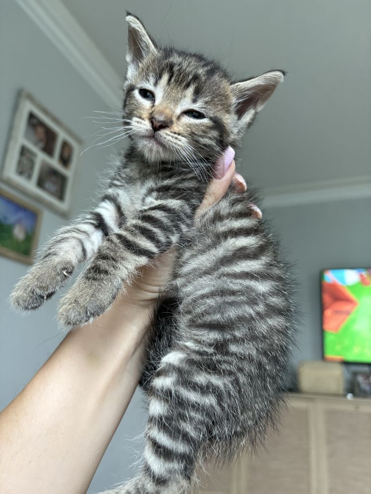 Mały chłopak do adopcji