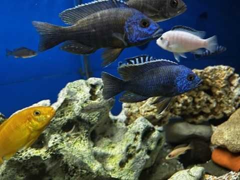 Aulonocara Chilumba Azul