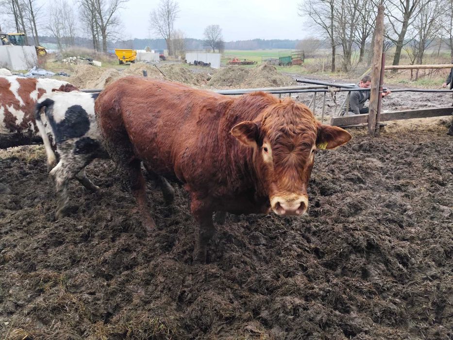 Sprzedam Byka LM rozpłodnik