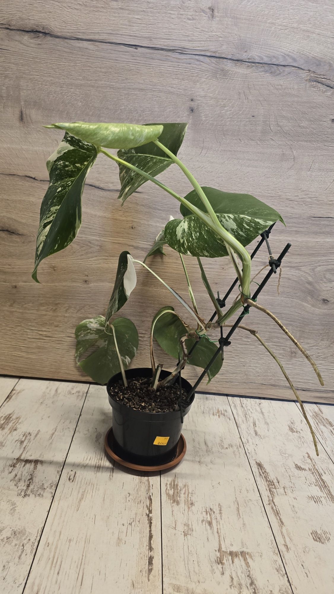 Monstera variegata (Monstera deliciosa) roślina ukorzeniona