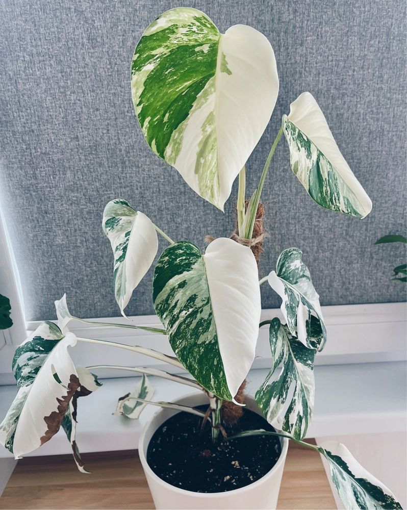 Monstera Variegata Half Moon - ukorzeniona sadzonka