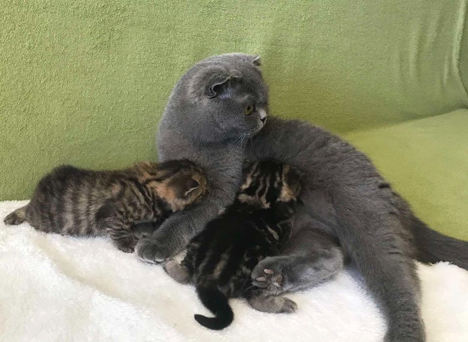 Вязка кот Британец Скоттиш Страйт