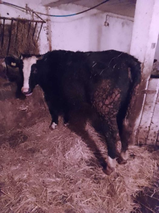 Jałówki cielne i do zacielenia