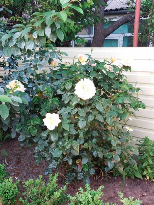 Отличная ЦЕНА! НОВОСТРОЙ возле МОРЯ, лучший район, евроремонт, балкон.