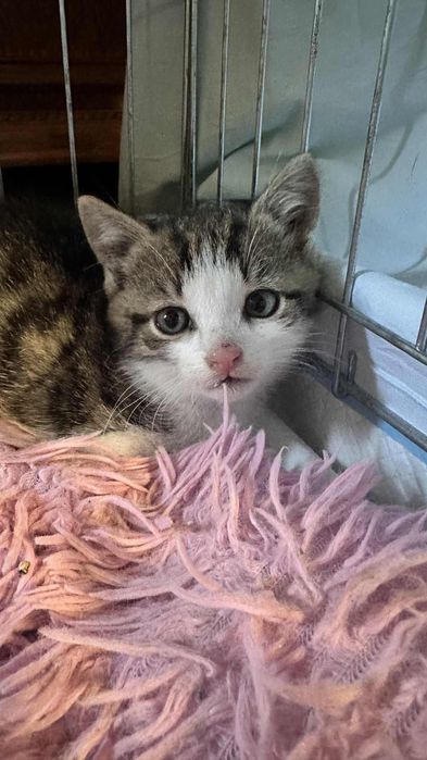 jego mama zginęła :( 7 tygodniowy Gizmo do adopcji
