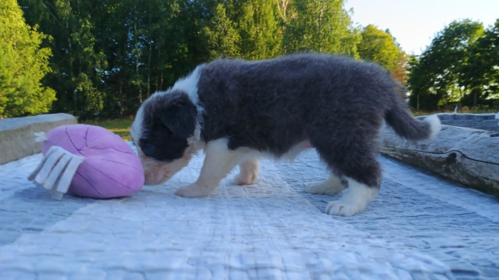 Border Collie niebieska idealna suczka blue w typie SHOW ZKwP FCI