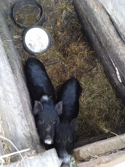 Продам в'єтнамських поросят