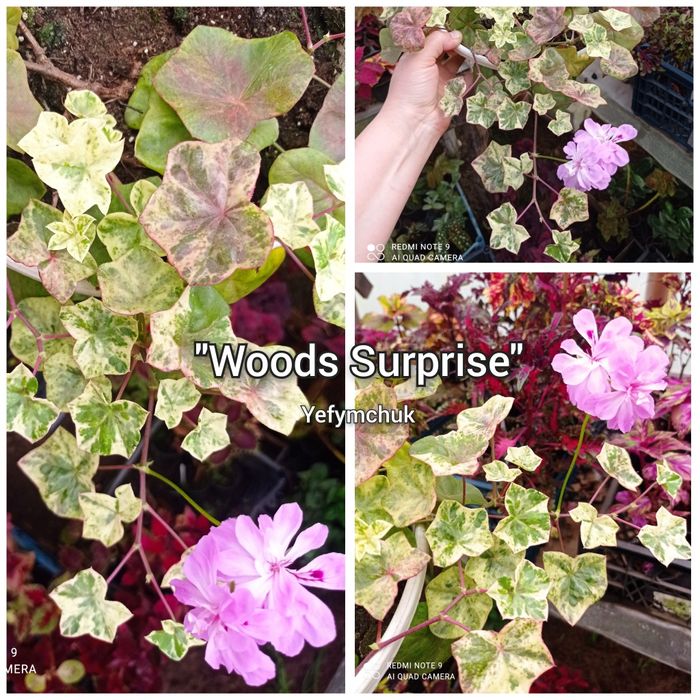 Пеларгонія великий вибір