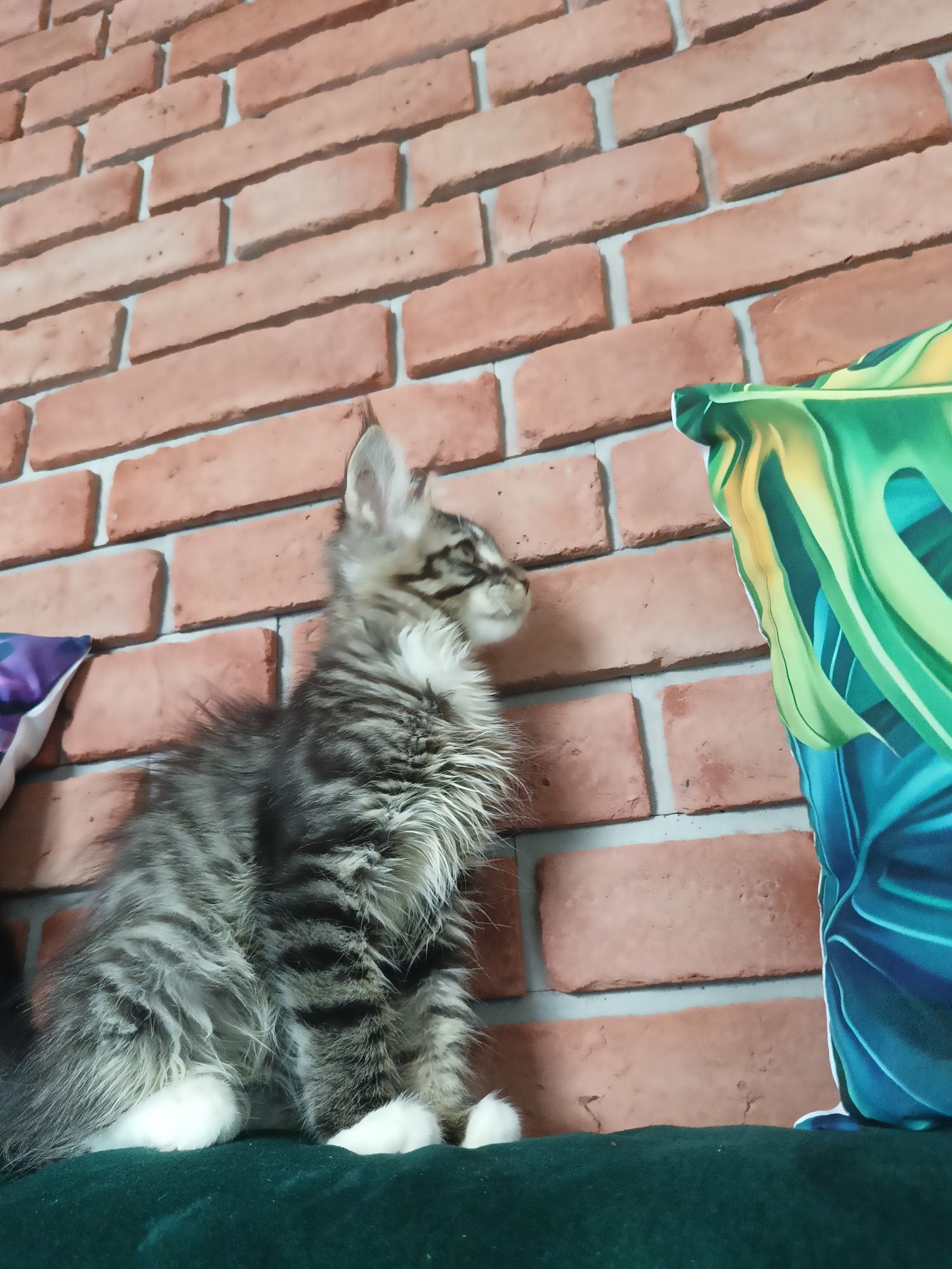 Cudowny kocurek Maine Coon