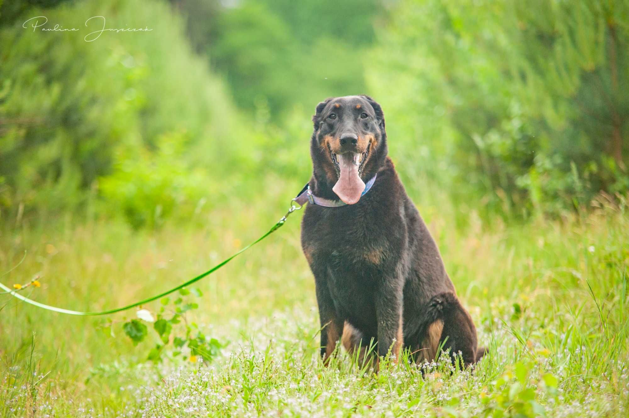 Beauceron Ina czeka na kochający dom!