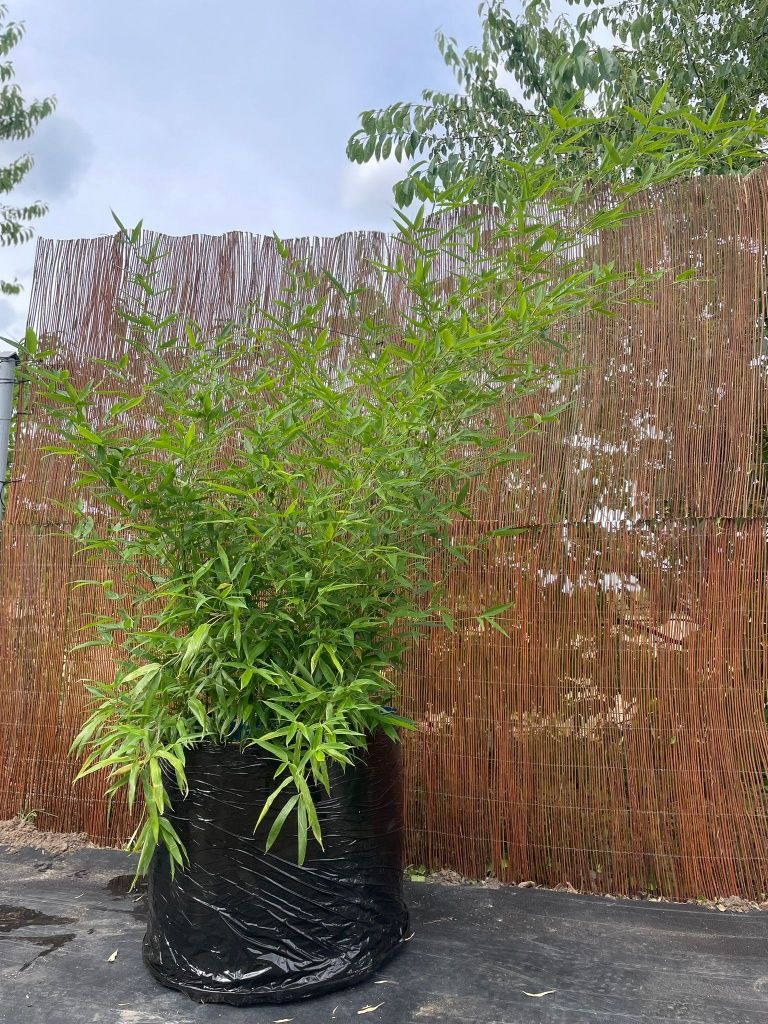 Bambus Phyllostachys Bisetti, Phyllostachys Aureosulcata f. Aureocauli