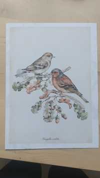 Plakat ptaki - rysunek - wydruk