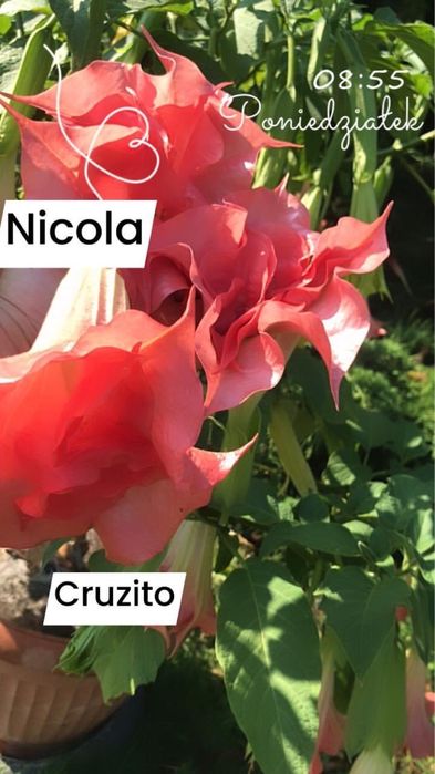 Datura zuni yelow i inne