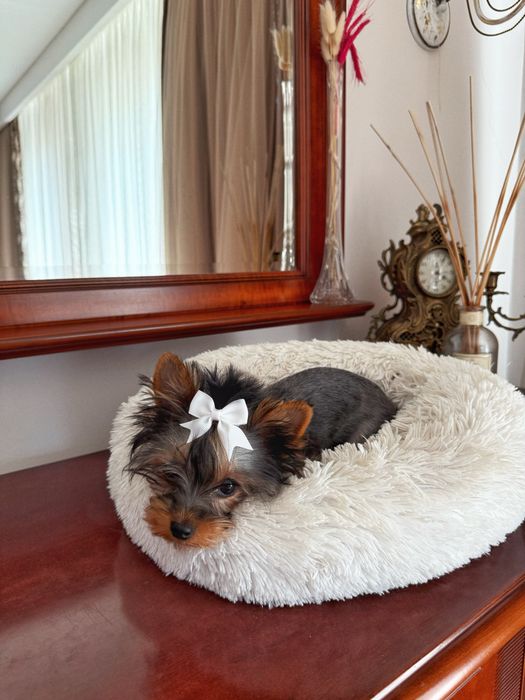 Йоркширський терʼєр віп ,дівчинка міні