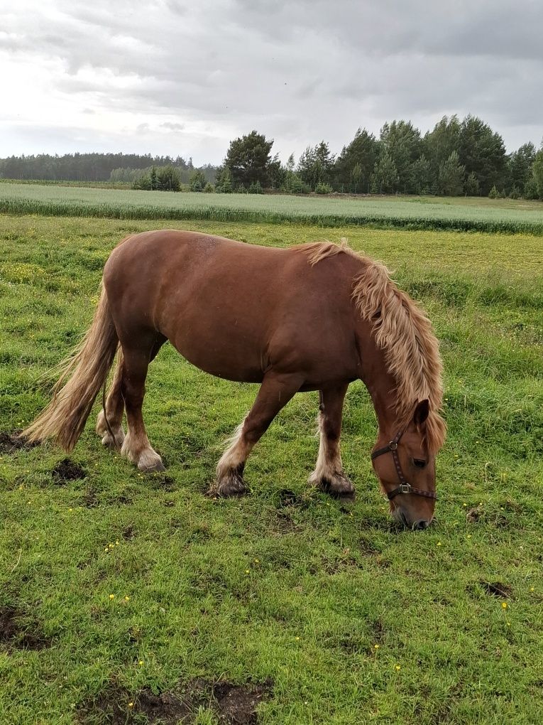 Sprzedam klacze zimnokrwiste