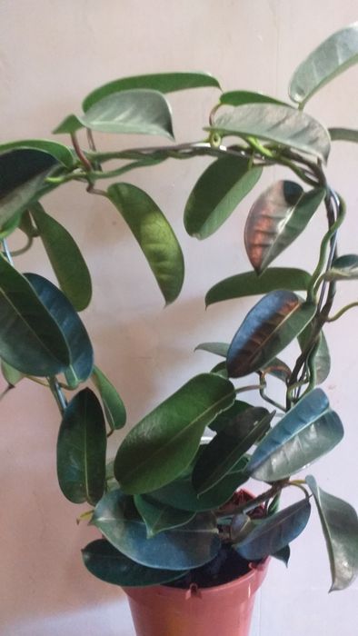 Мадагаскарский жасмин,стефанотис.