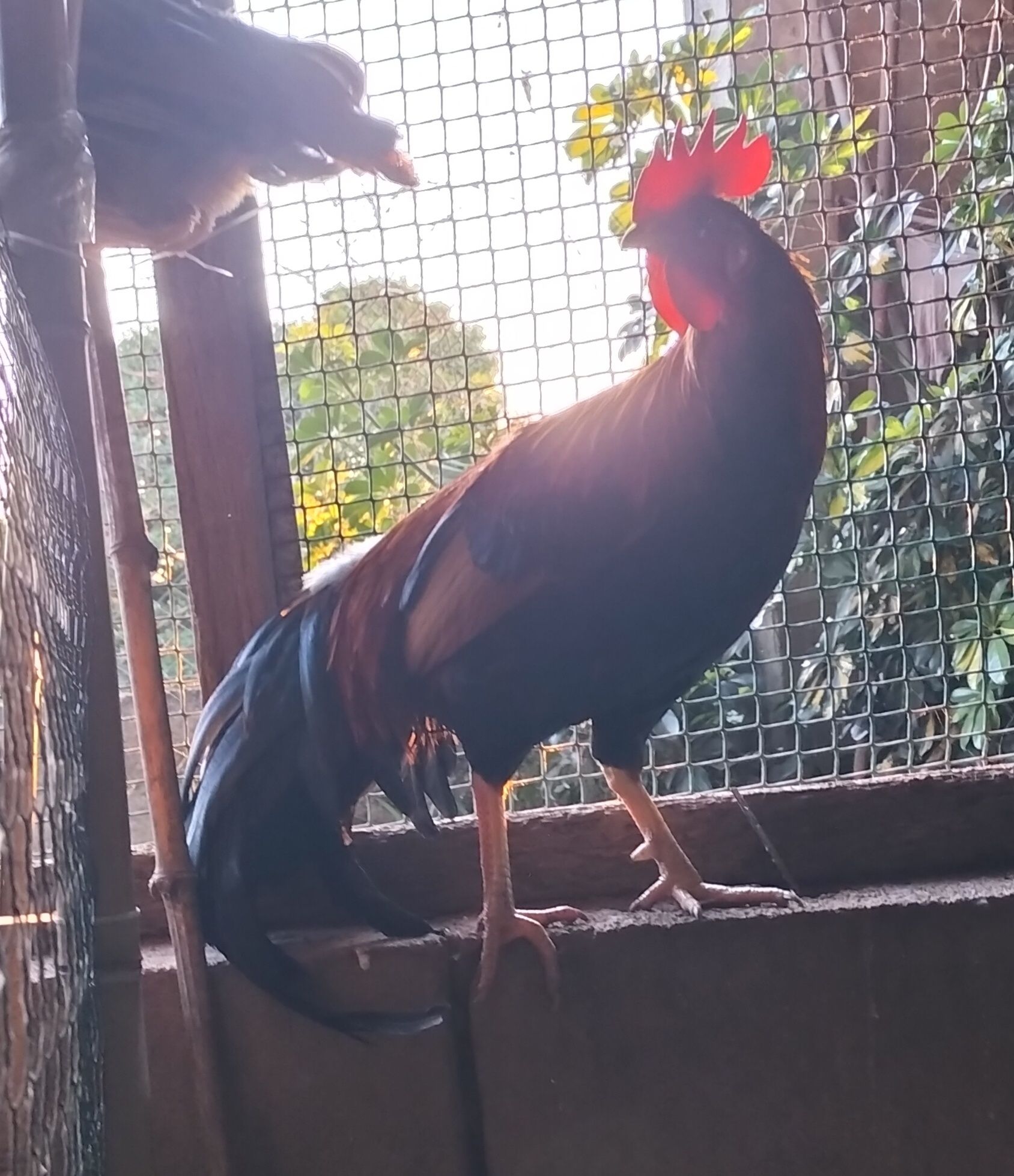 Trio de Ayam Ketawa