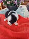 Border collie aktualne