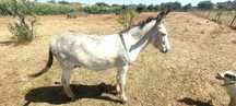 Burro inteiro e manso