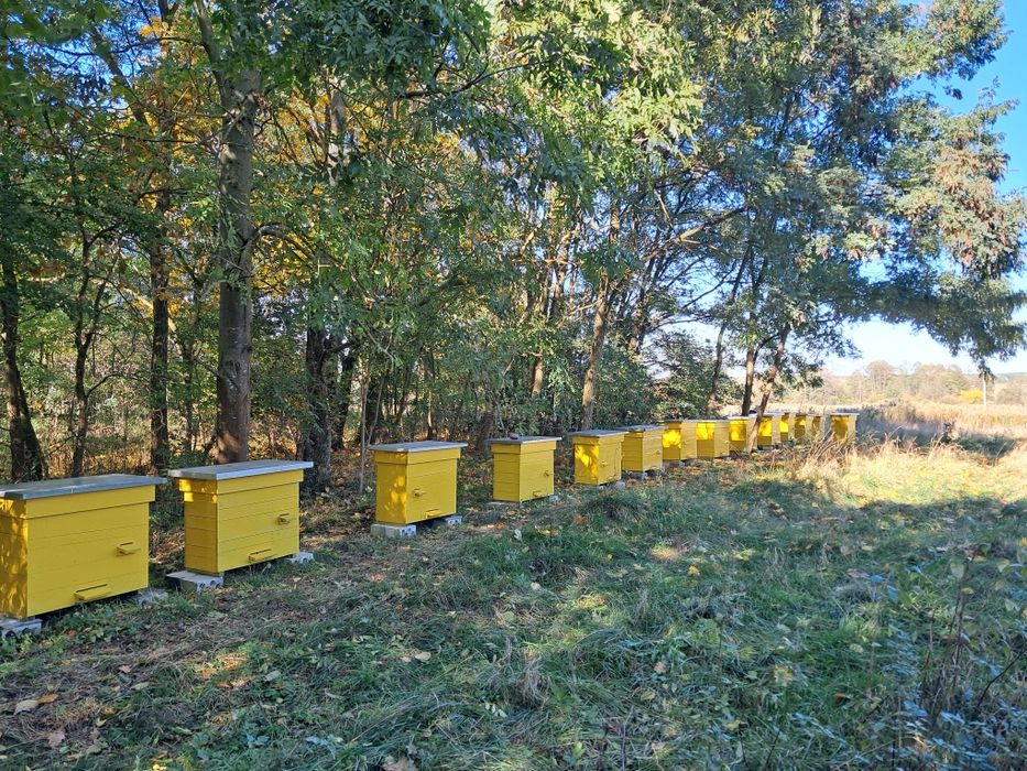 Sprzedam,rodziny pszczele, pszczoły, odkłady, ule.