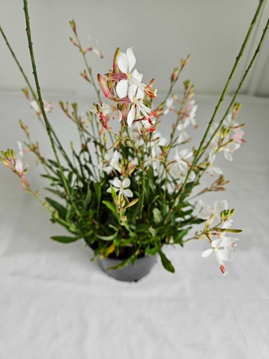 Gaura Graceful White 70 cm – bylina o białych kwiatach C2