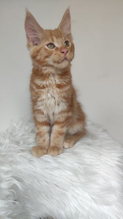 Maine Coon opcja hodowlana