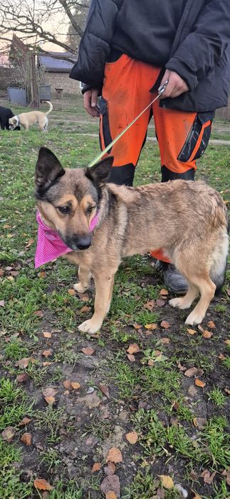 Suczka około pięć lat