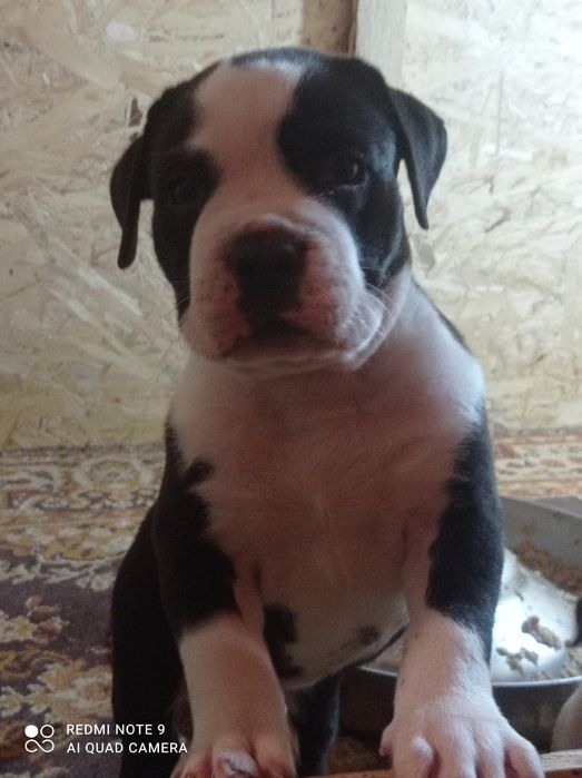 Amstaff piękny piesek ZKWP FCI rodowód