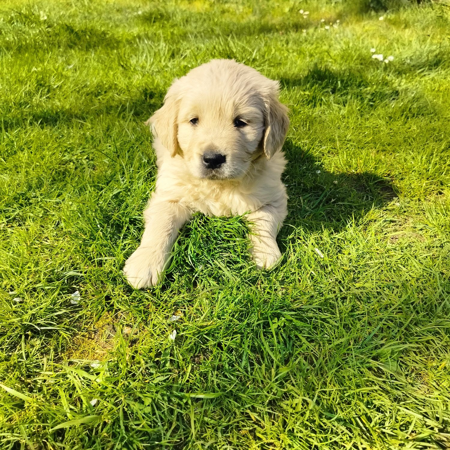 Golden Retriever